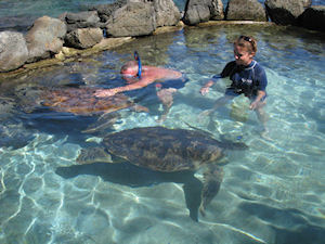 St. Thomas Turtle Encounter